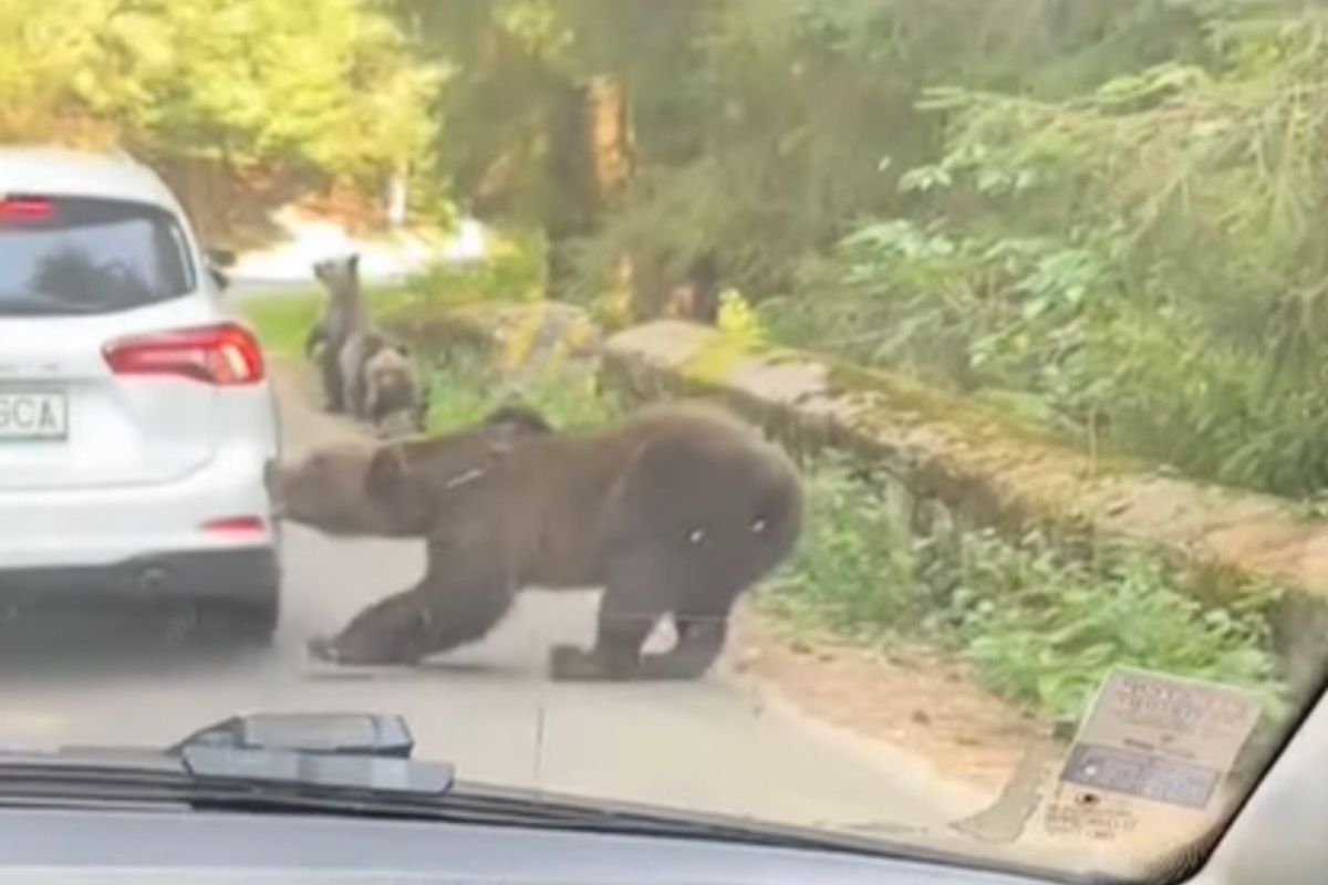 Medve támadt egy autóra a Transzfogarasi úton, könnyedén letépte a hátsó lökhárítót | VIDEÓ