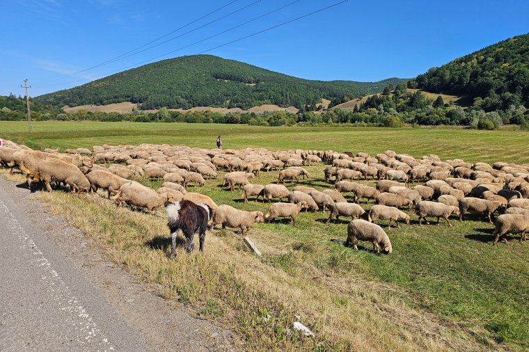 Himlő ellen oltják be a juhokat és kecskéket Bihar megyében is