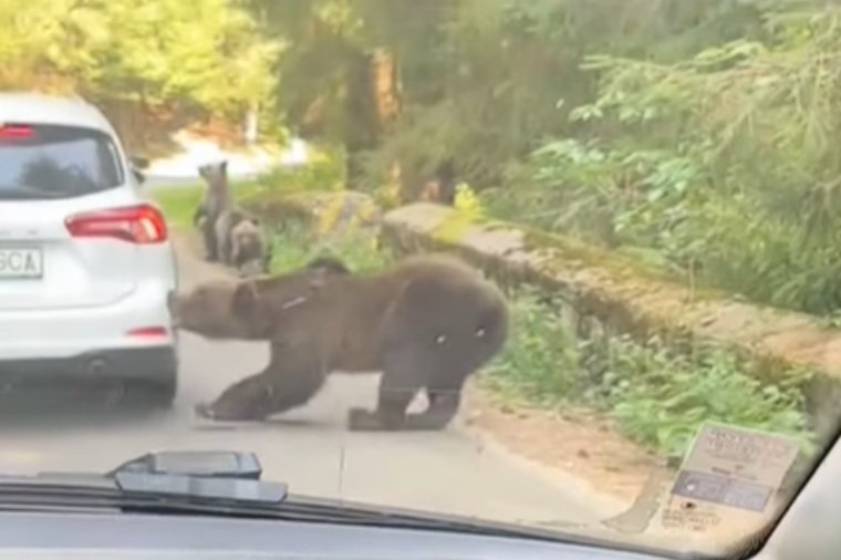 Medve támadt egy autóra a Transzfogarasi úton, könnyedén letépte a hátsó lökhárítót | VIDEÓ