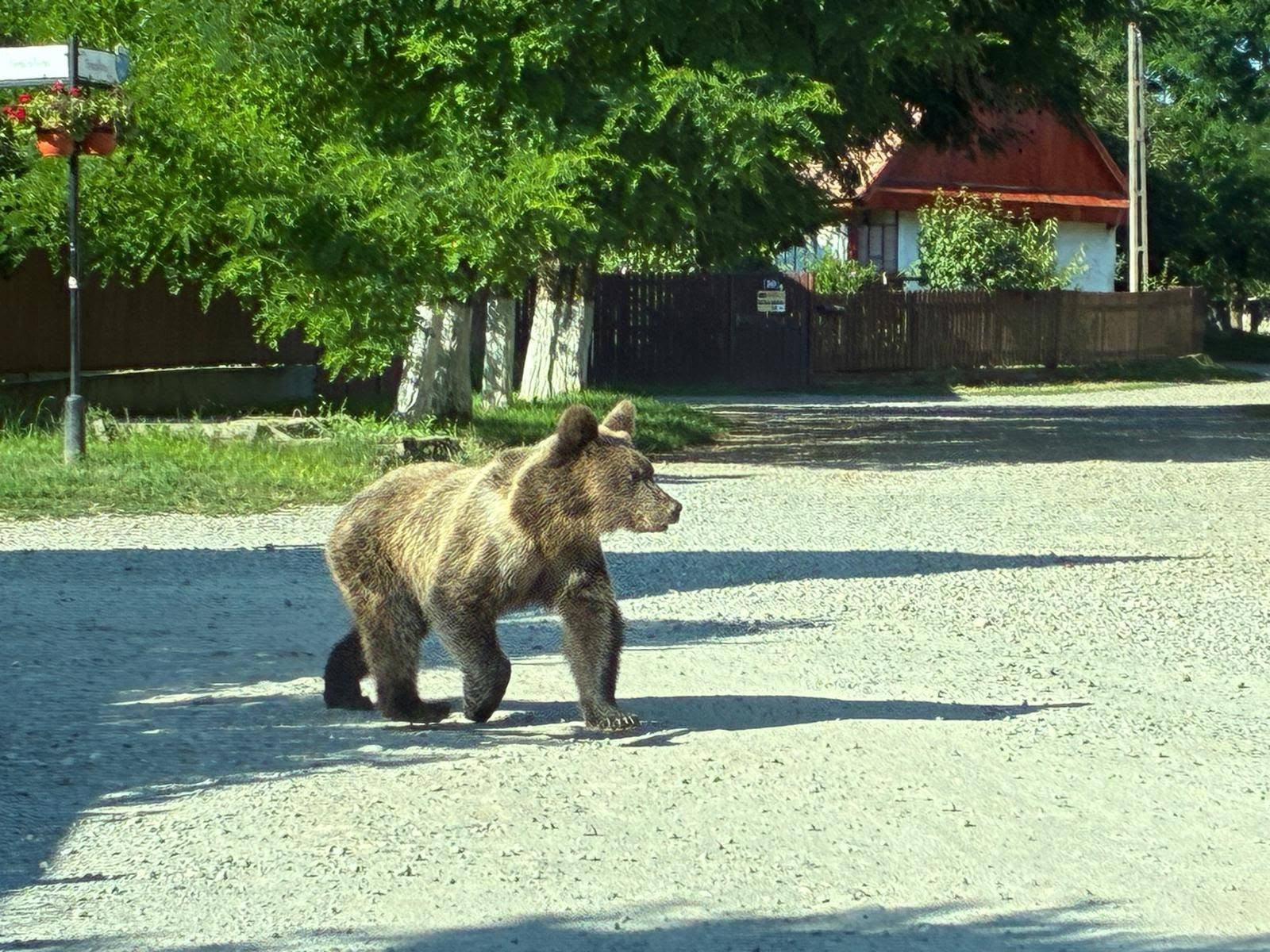 Medve támadt egy férfire, miután az autó, amelyben utazott, elütötte az állatot
