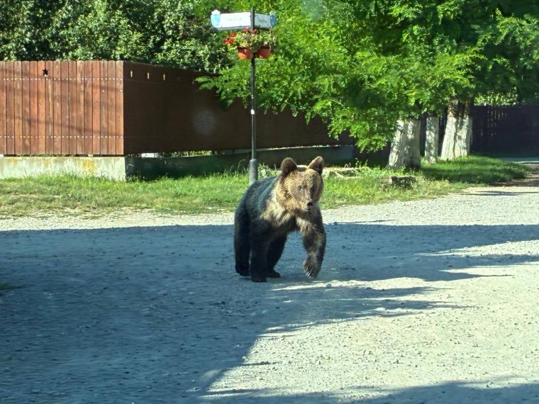 Újratárgyalás után aláírta Nicușor Dan a medveállomány ritkítását célzó törvényt, közel 1000 barnamedvét lőhetnek ki