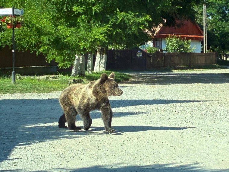 Medve támadt egy férfire, miután az autó, amelyben utazott, elütötte az állatot