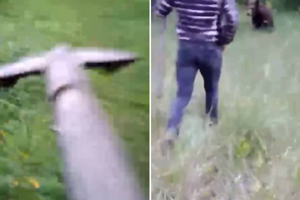 Lapáttal kergettek el egy medvét: a csendőrök óvatosságra intik a lakosságot│VIDEÓ