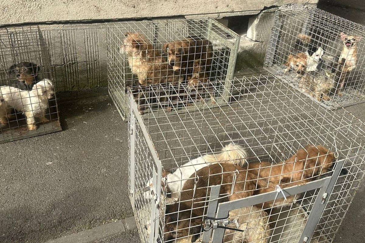 Huszonöt kutyát találtak a hatóságok egy bukaresti tömbházlakásban