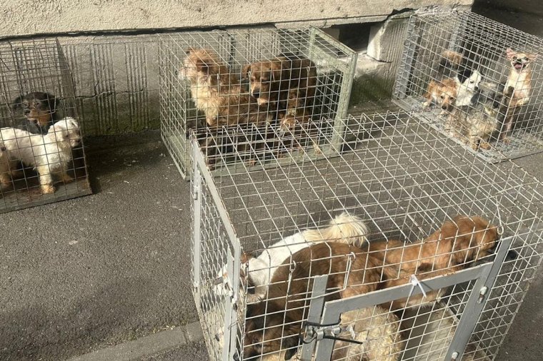Huszonöt kutyát találtak a hatóságok egy bukaresti tömbházlakásban