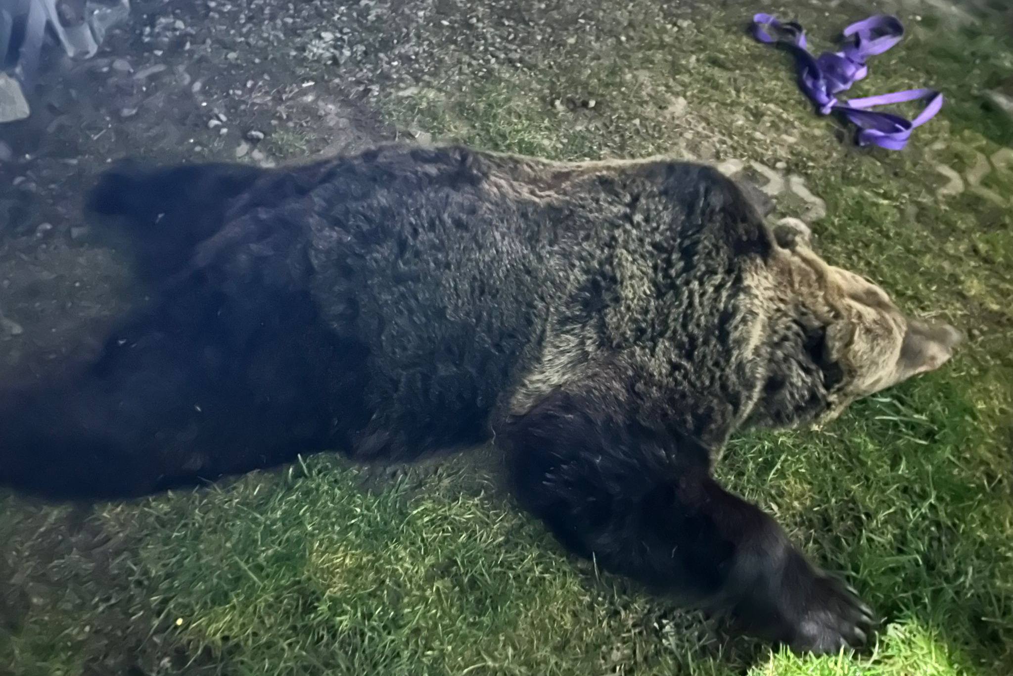 A saját kertjében támadt egy férfira a medve Hargita megyében – a nagyvadat kilőtték