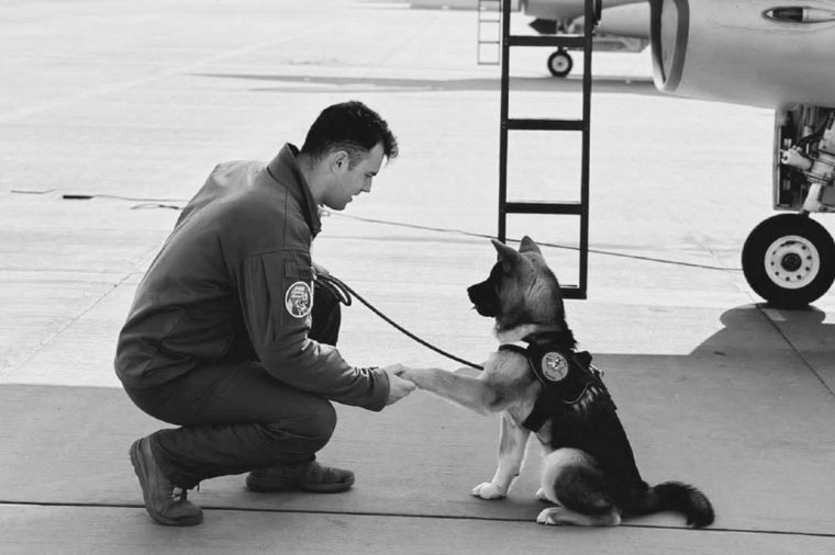 Életét vesztette egy katonai pilóta, miközben megpróbált kimenteni egy víztartályba esett kutyát