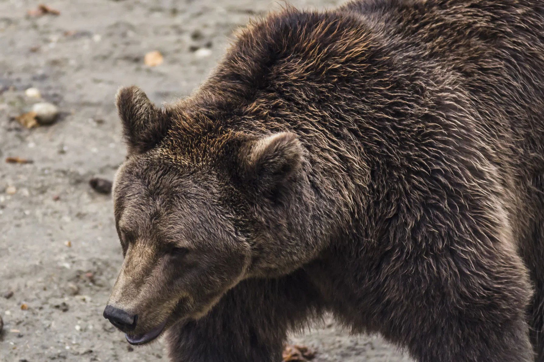Súlyos medvetámadás történt, egy 45 éves pásztor az áldozat