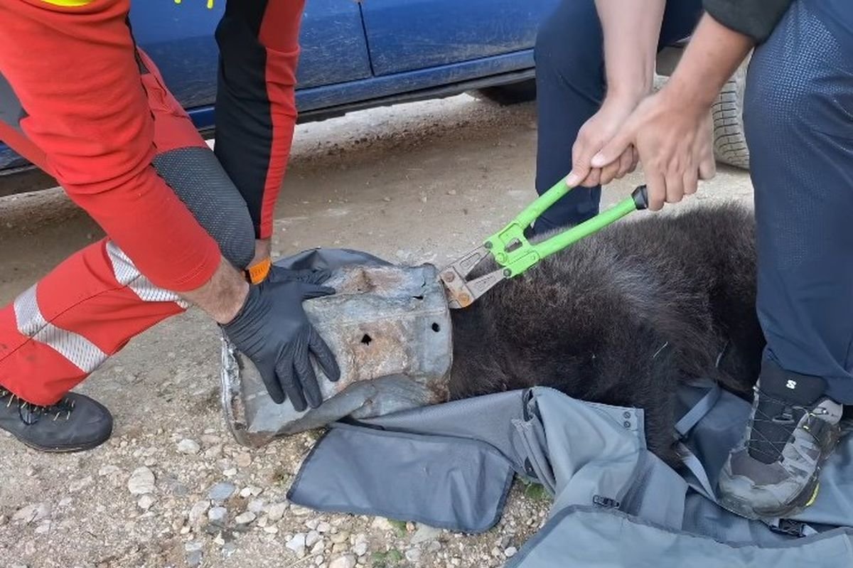 Vödörbe szorult egy medvebocs feje, de még idejében sikerült megmenteni | VIDEÓ