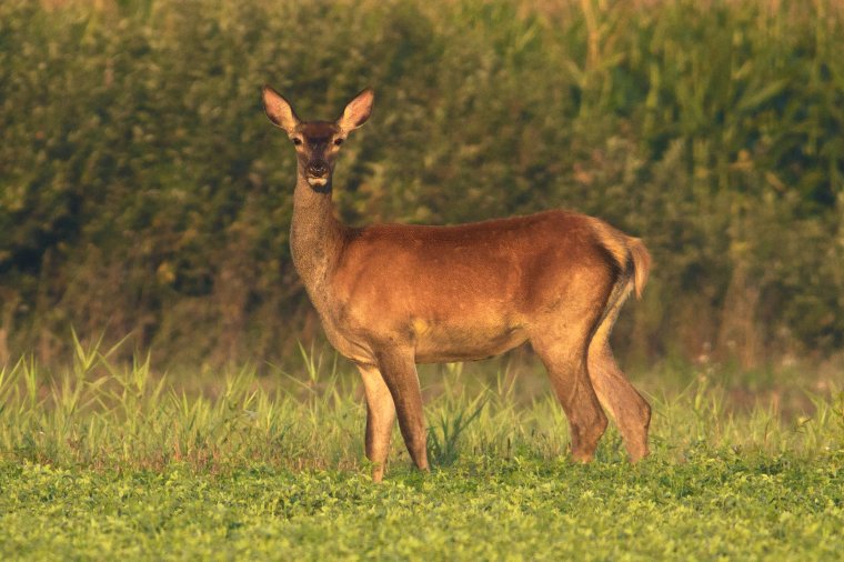 Orvvadászat miatt vettek őrizetbe négy Bihar megyei férfit