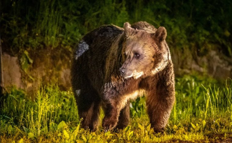A kerítés sem állta útját az autótól megriadt medvének Csíkszentkirályon | VIDEÓ