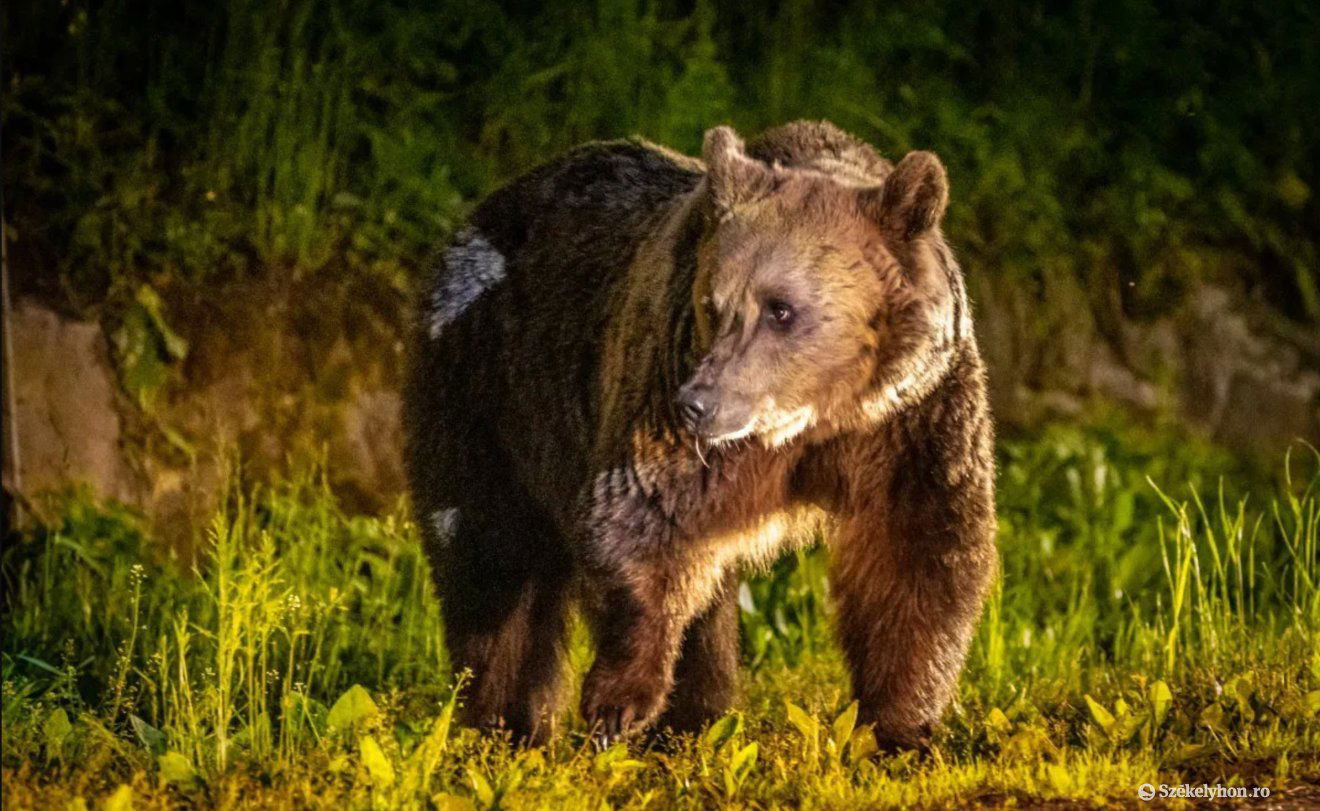 A kerítés sem állta útját az autótól megriadt medvének Csíkszentkirályon | VIDEÓ