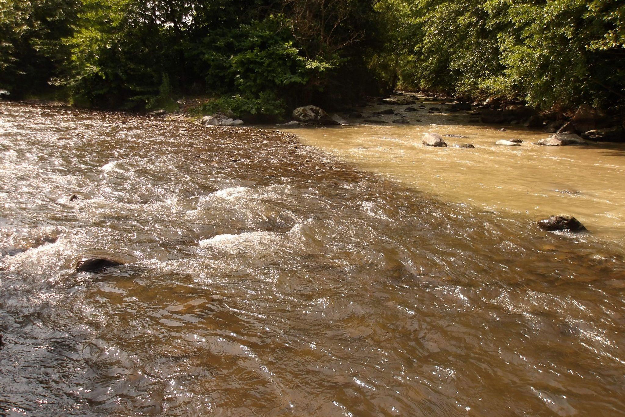 A halpusztulás mellett hódelhullást is észleltek a Kis-Küküllő szennyezett szakaszán