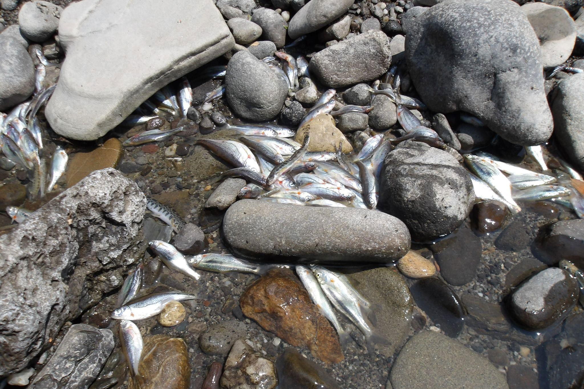 Szakértők szerint nagy valószínűséggel kipusztult a halfauna Kis-Küküllőben