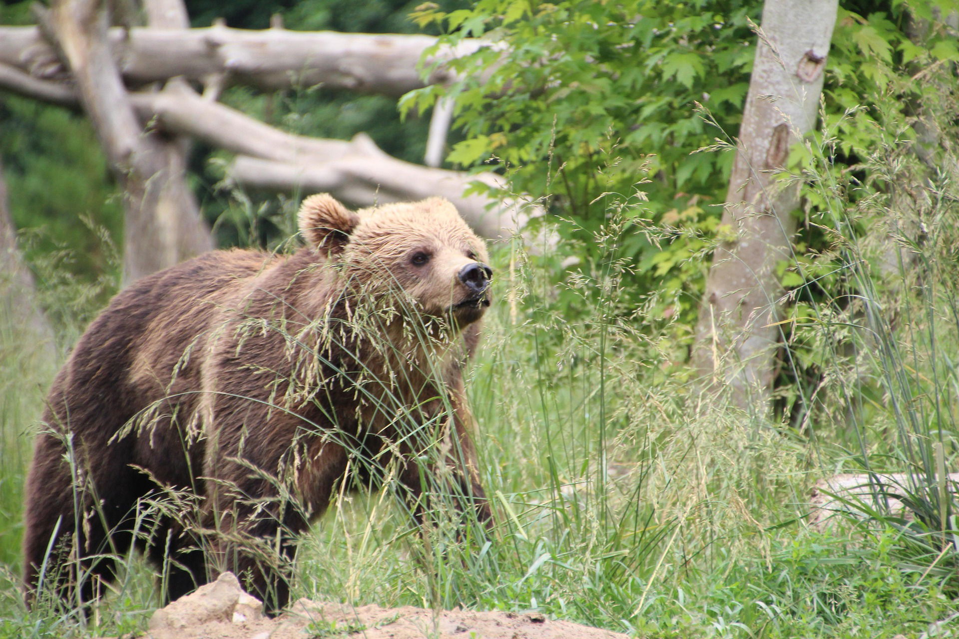 Újabb medvetámadás történt, ezúttal Argeș megyében