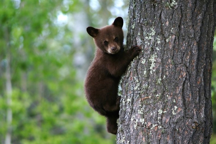 Eltévedt medvebocsot tereltek „haza” a csendőrök