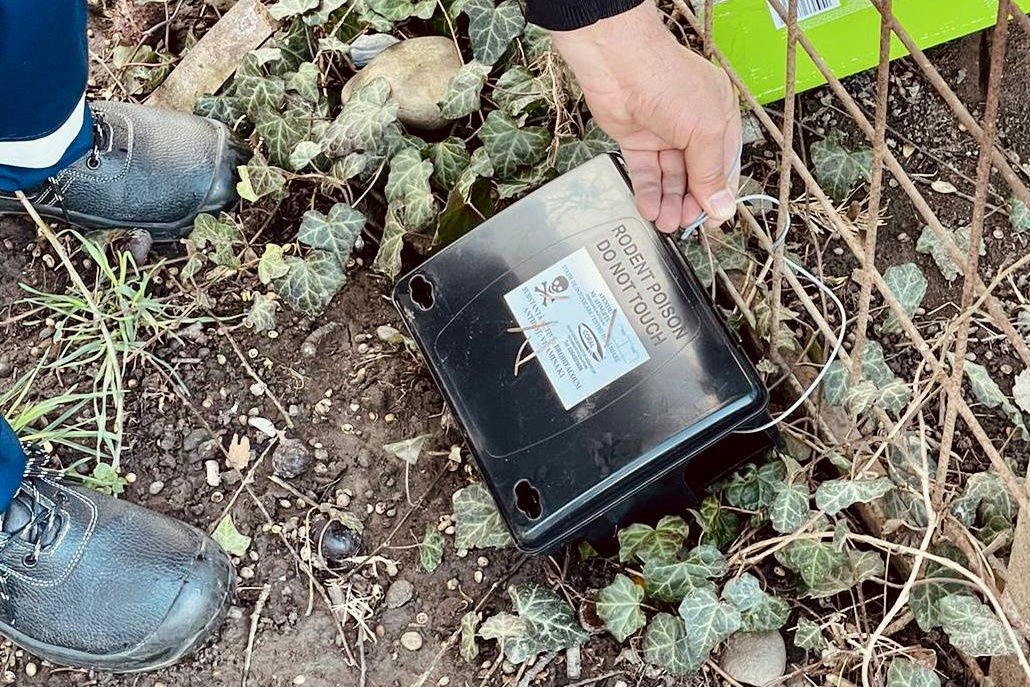 Kezdődik a rágcsálóirtás Nagyváradon