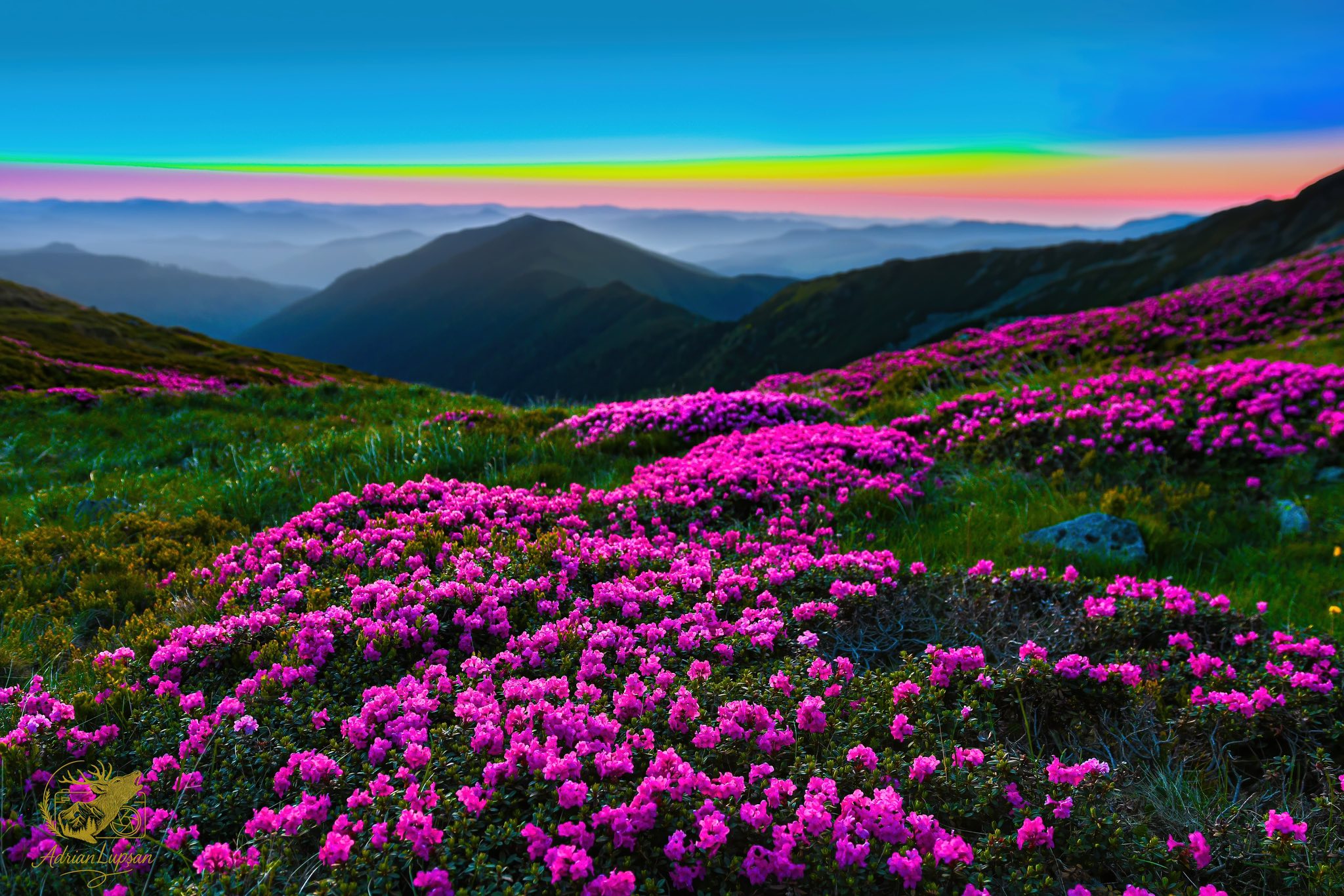 Virágzik az erdélyi havasszépe a Radnai-havasokban