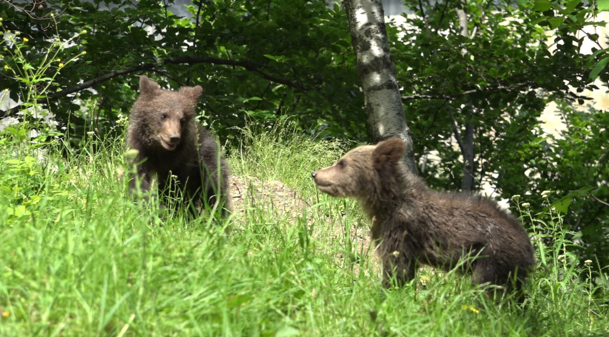 Felesleges a papírmunka: miniszteri rendelet nélkül is áttelepíthetik a medvebocsokat a helyi hatóságok