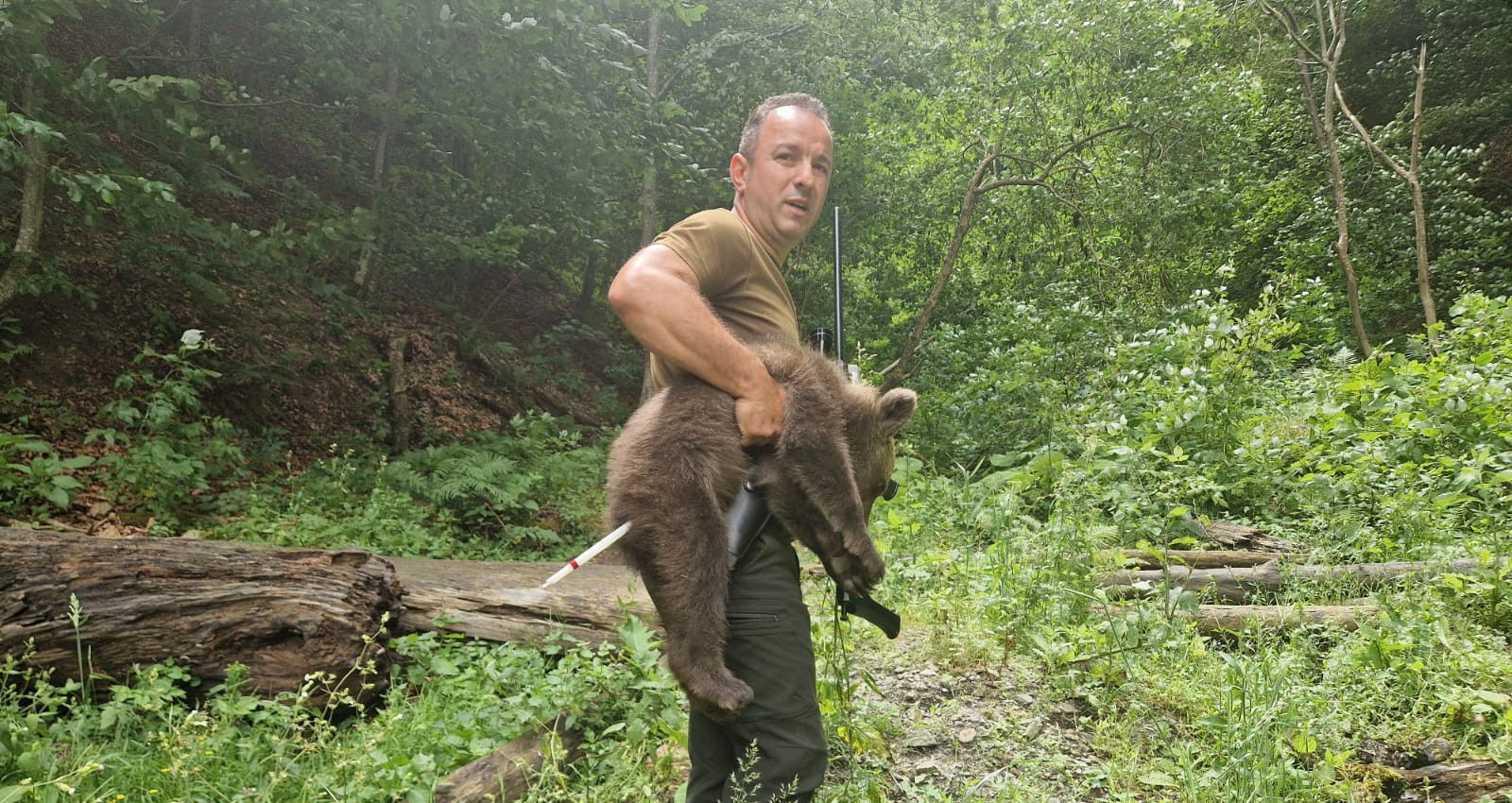 Transzfogarasi medvetámadás: megtalálták és befogták az egyik eltűnt bocsot