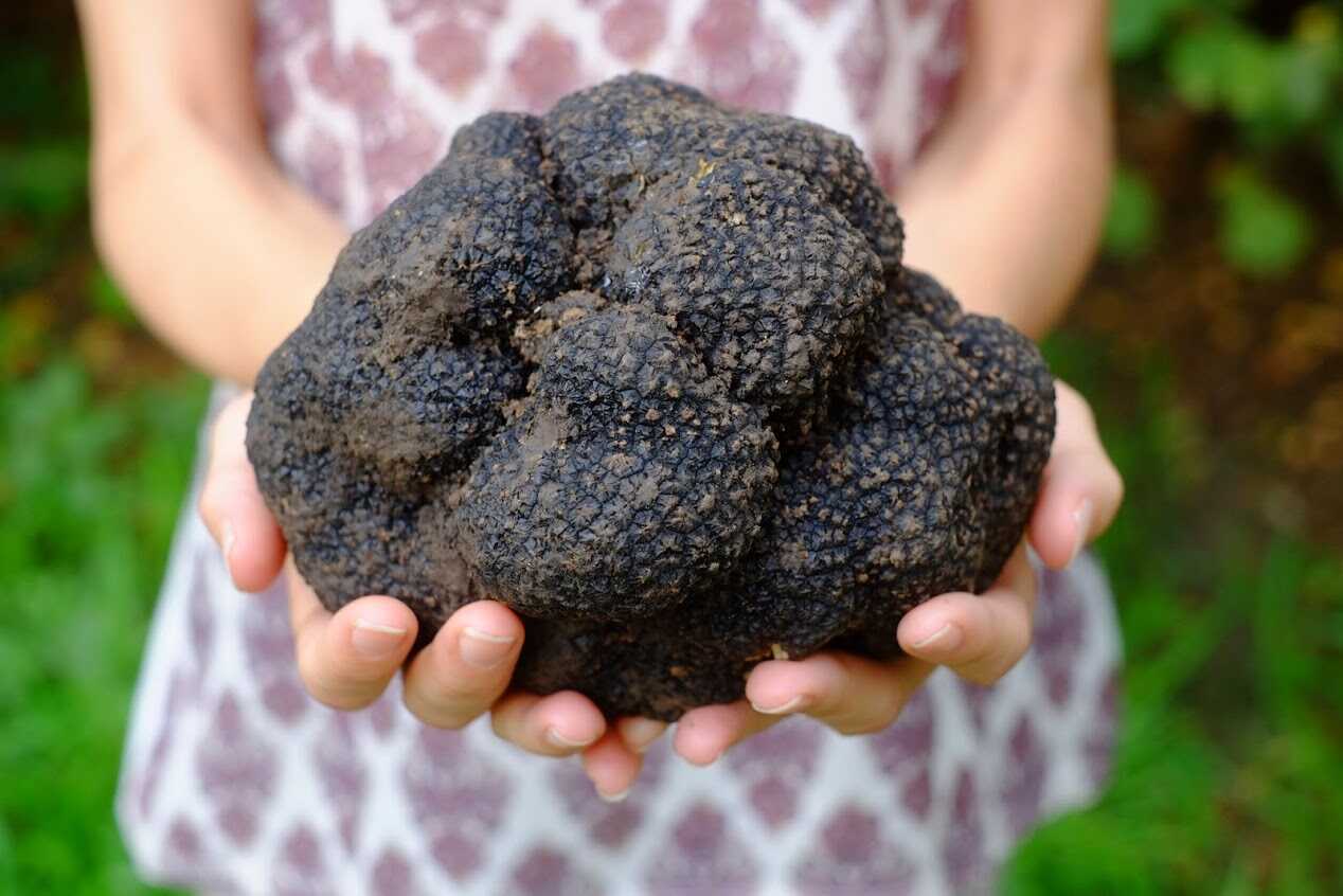 Tonnaszám aknázzák ki a szarvasgomba-lelőhelyeket Romániában, veszélyeztetve ezek fennmaradását