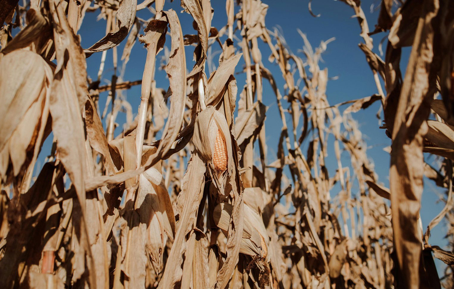 Ötvenmillió eurós szükséghelyzeti támogatást mozgósít az EB a román, magyar, bolgár, lett, litván és lengyel termelők számára