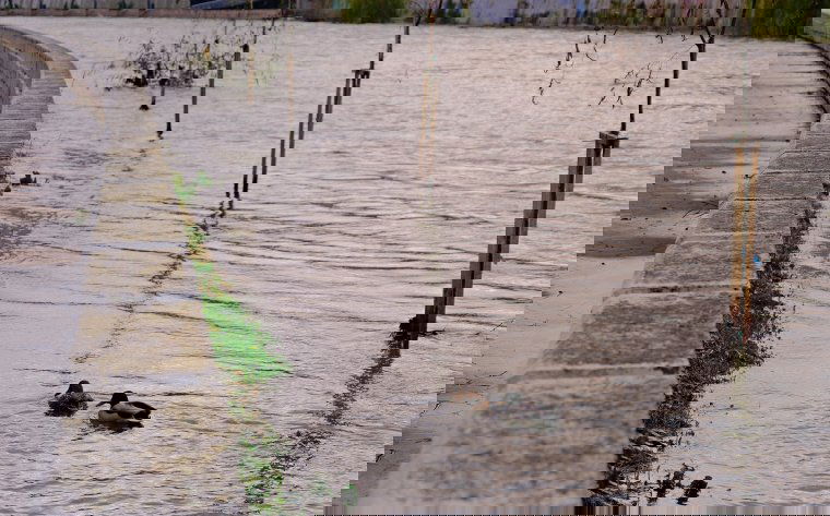 Elsőfokú árvízvédelmi készültség érvényes éjfélig a Sebes-Körösön