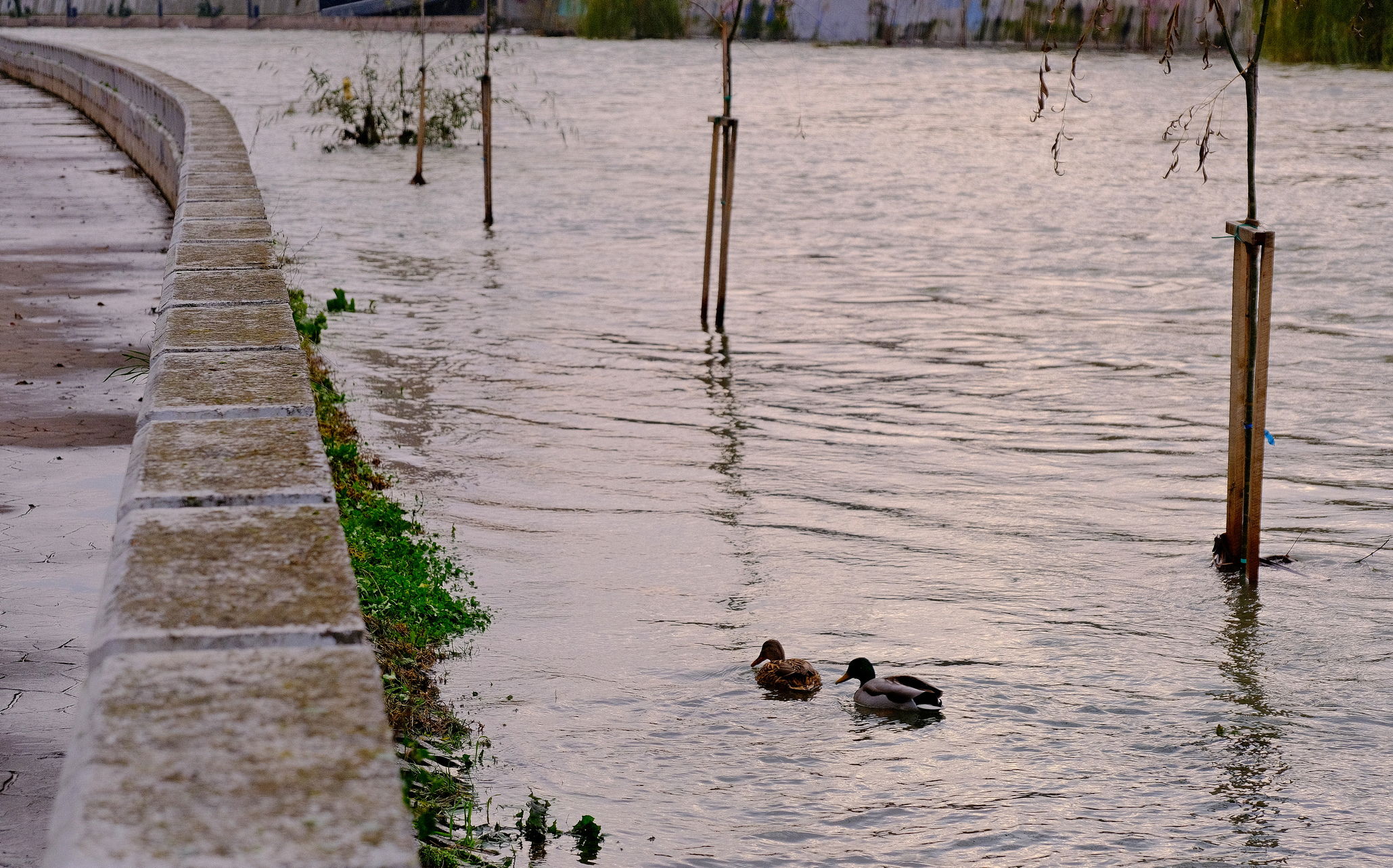 Elsőfokú árvízvédelmi készültség érvényes éjfélig a Sebes-Körösön