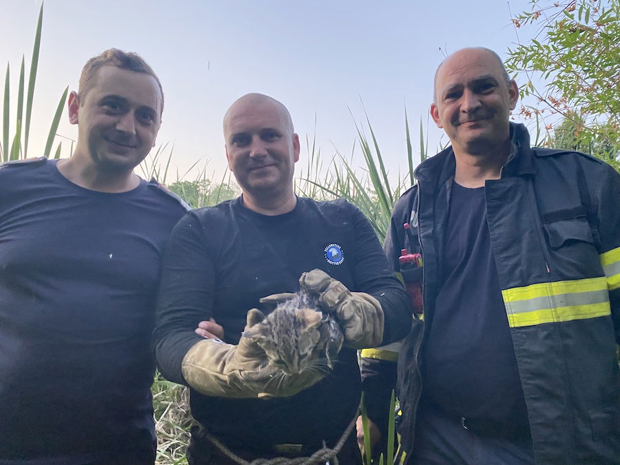 Kiscicát mentettek a tűzoltók a Sebes-Körös partjáról