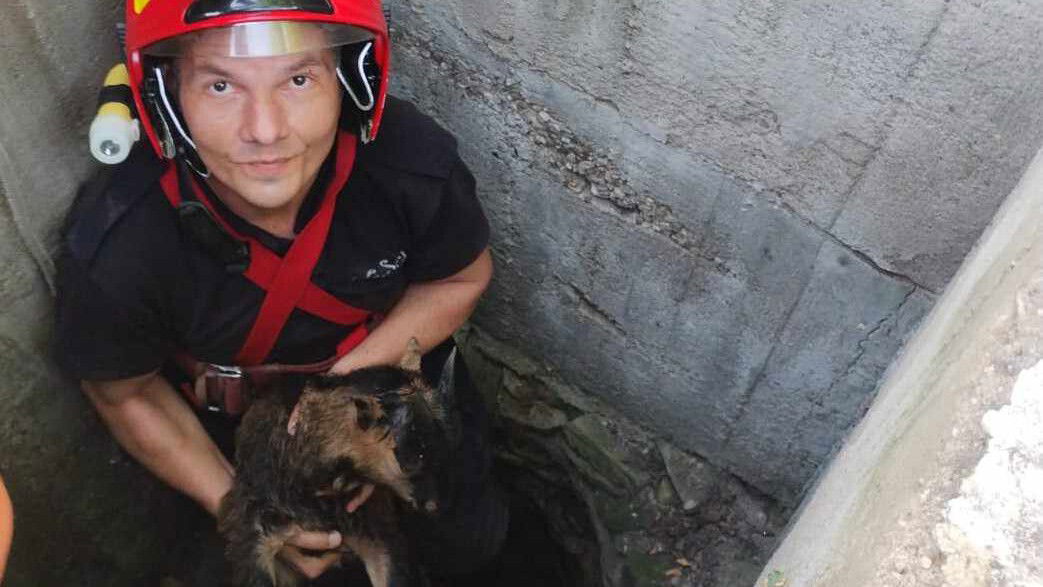 Kecskegidát mentettek ki egy kútból a tűzoltók