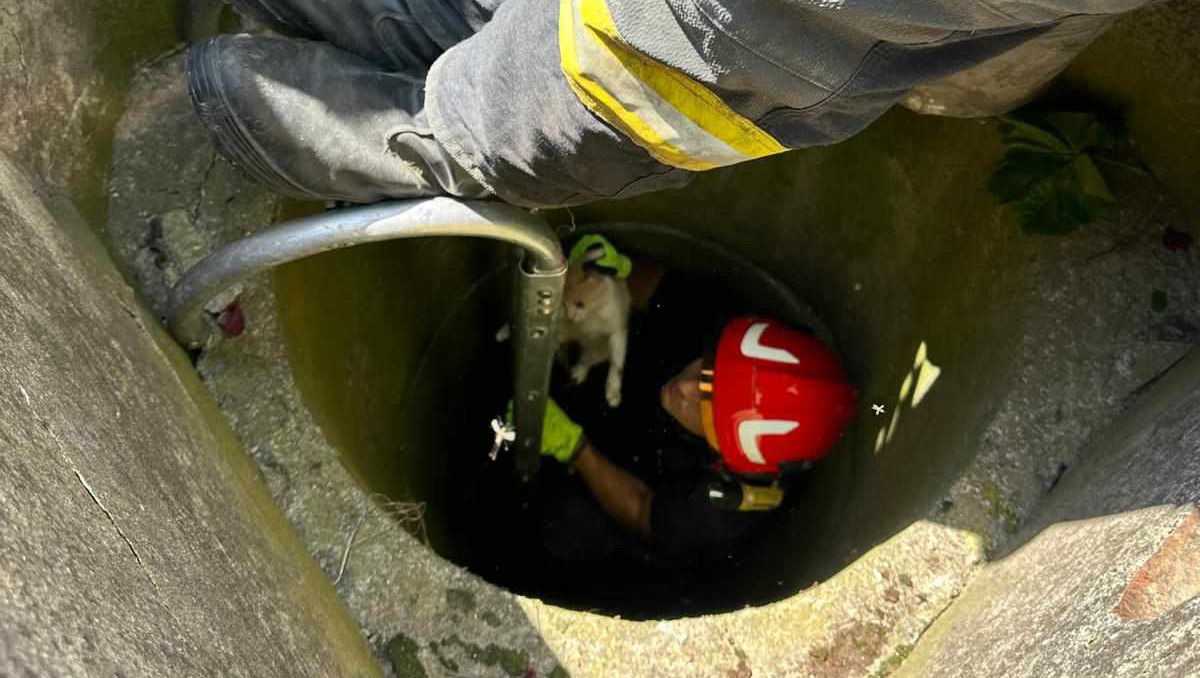 Kútból mentettek ki egy cicát a tűzoltók