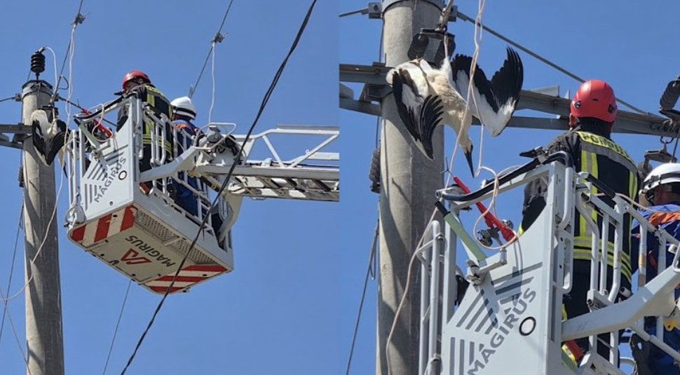 Nagyfeszültségű vezetékbe akadt gólyát mentettek a Giurgiu megyei tűzoltók