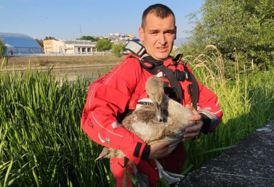 Hattyúfiókát mentettek a váradi tűzoltók