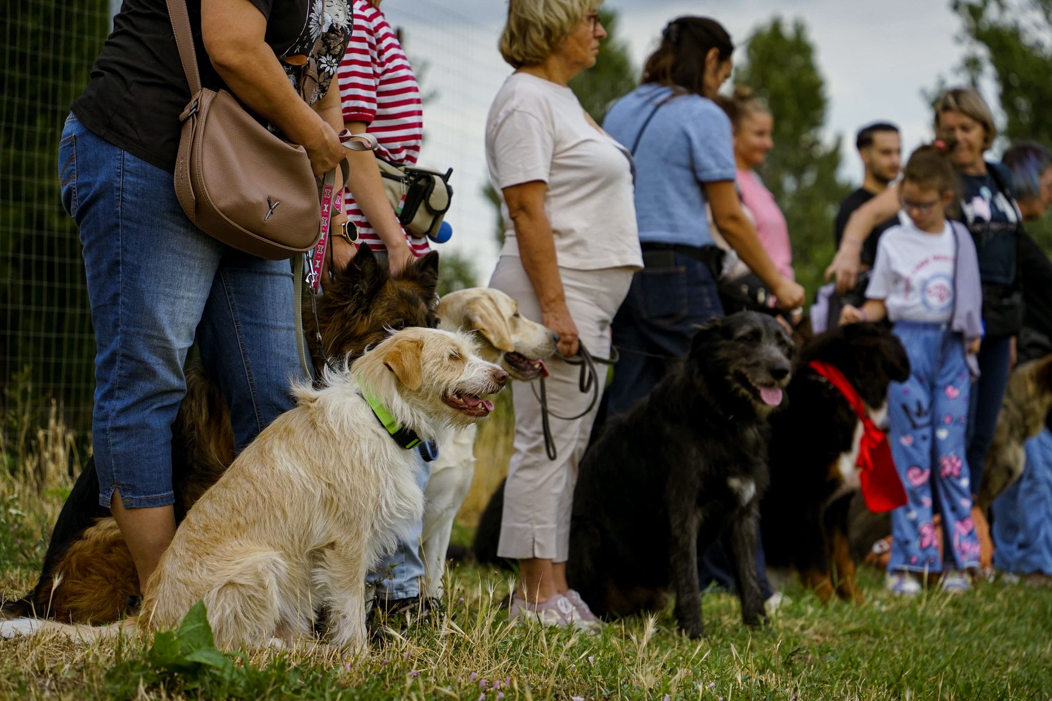 Kutyás felvonulást szerveznek Várad belvárosában
