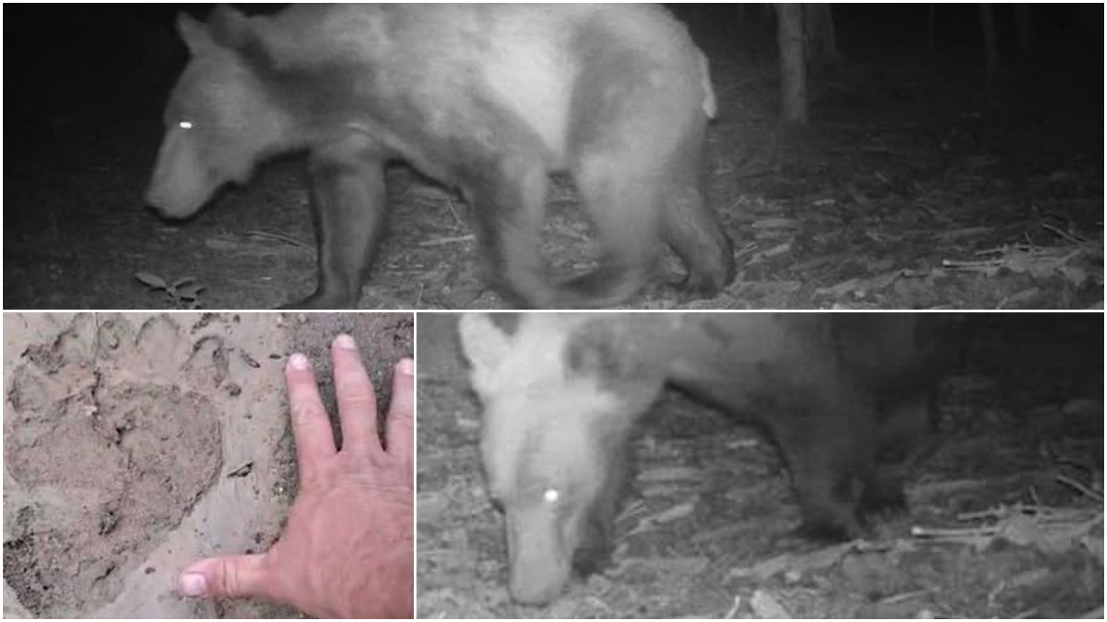 Medvét kaptak lencsevégre Feketeerdőn | VIDEÓ