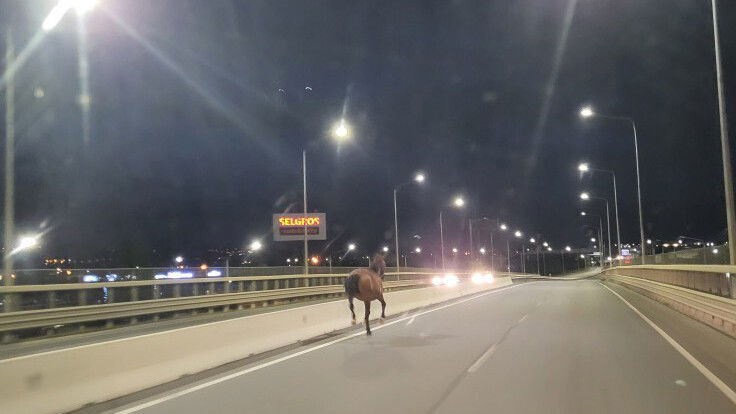 Megvadult ló vágtatott a váradi körgyűrűn