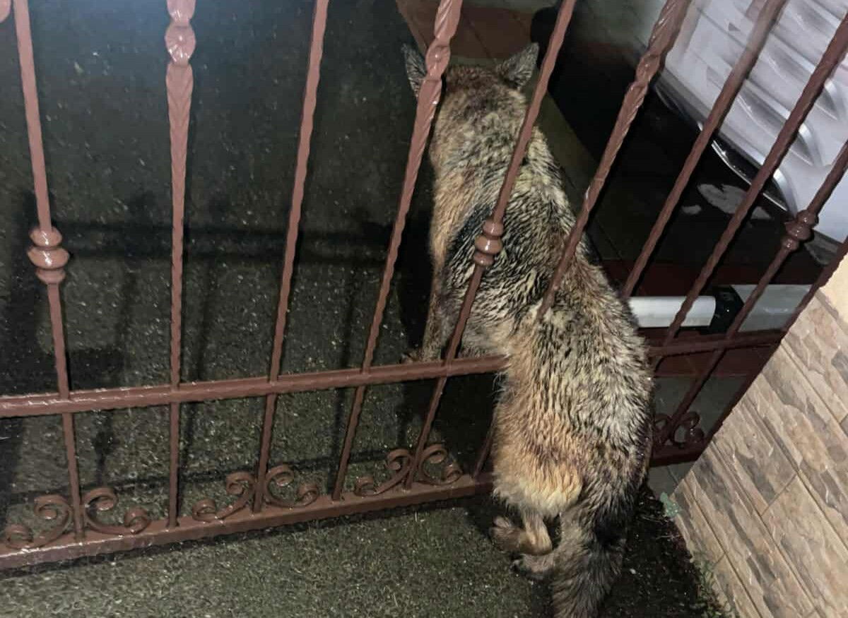 Fémkerítés rácsai közé szorult egy kutya Biharszentandráson