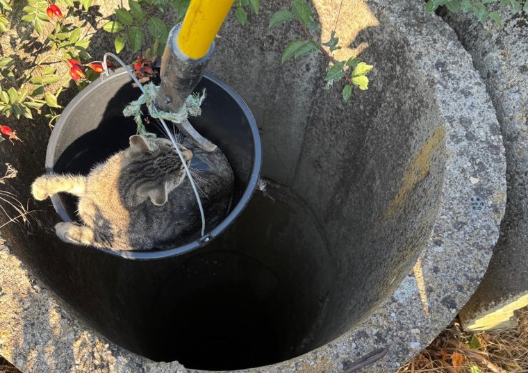 Kútból mentettek ki egy cicát a tűzoltók