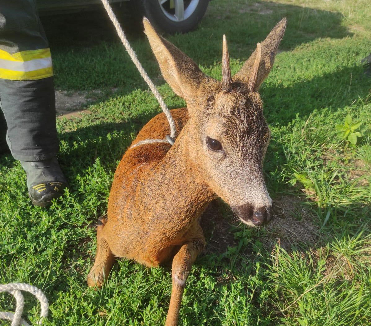 Őzgidát mentettek a Bihar megyei tűzoltók