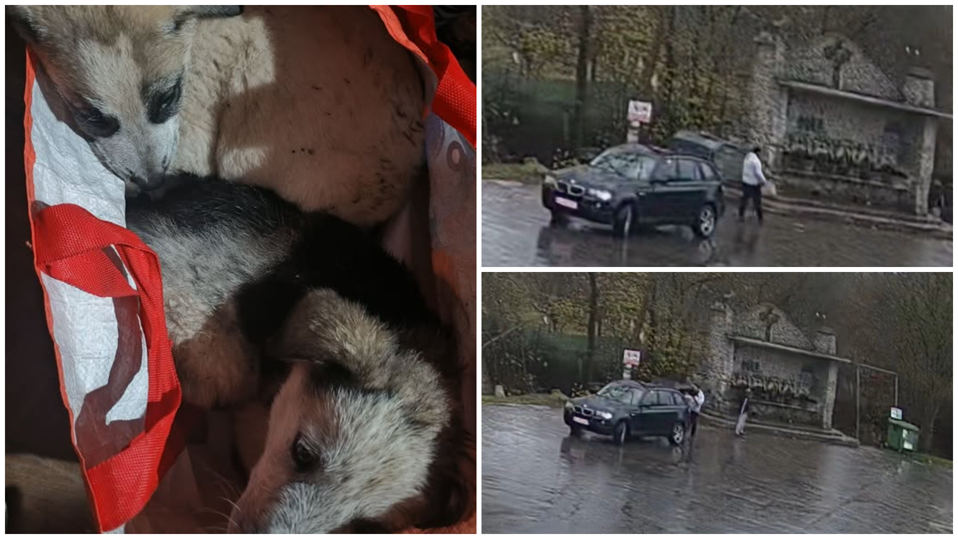 Hatalmas bírságot kap a férfi, aki magára hagyott két kutyát | VIDEÓ