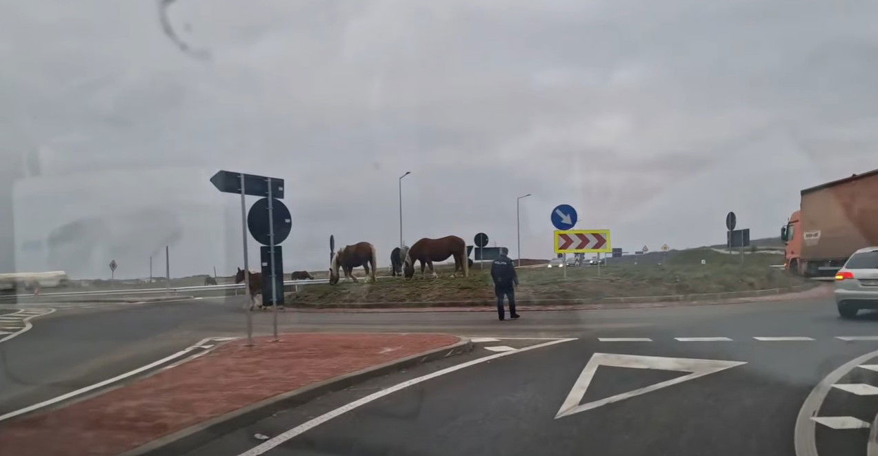 Lovak legeltek egy körforgalomban Nagyváradon│VIDEÓ