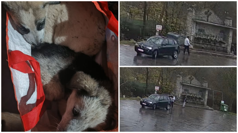 Hatalmas bírságot kap a férfi, aki magára hagyott két kutyát | VIDEÓ