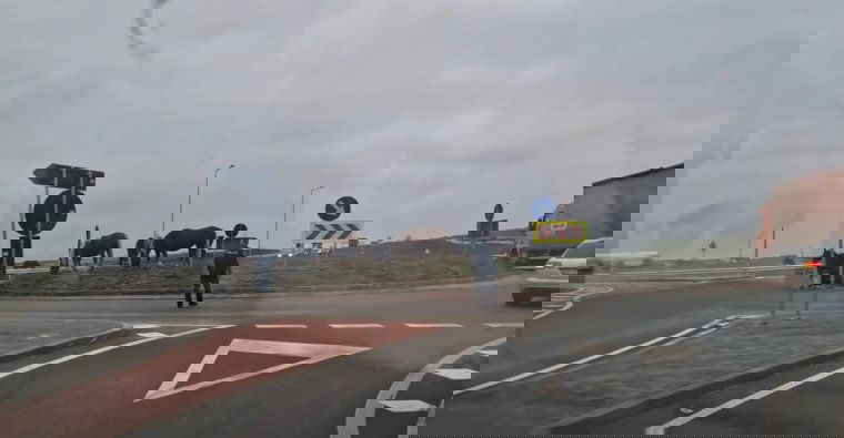 Lovak legeltek egy körforgalomban Nagyváradon│VIDEÓ