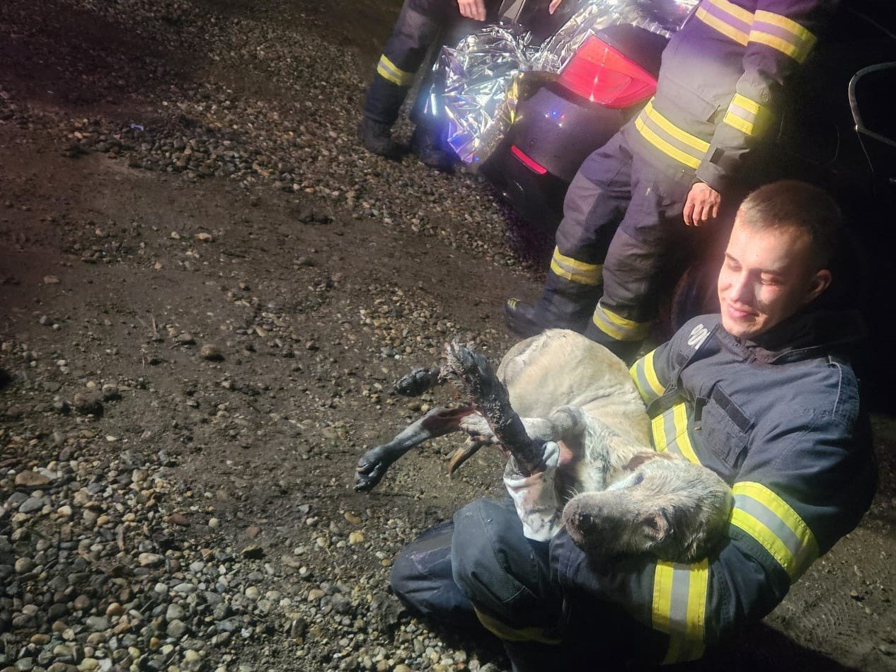 Egy csatornába esett kutyát mentettek meg a tűzoltók Biharszentandráson