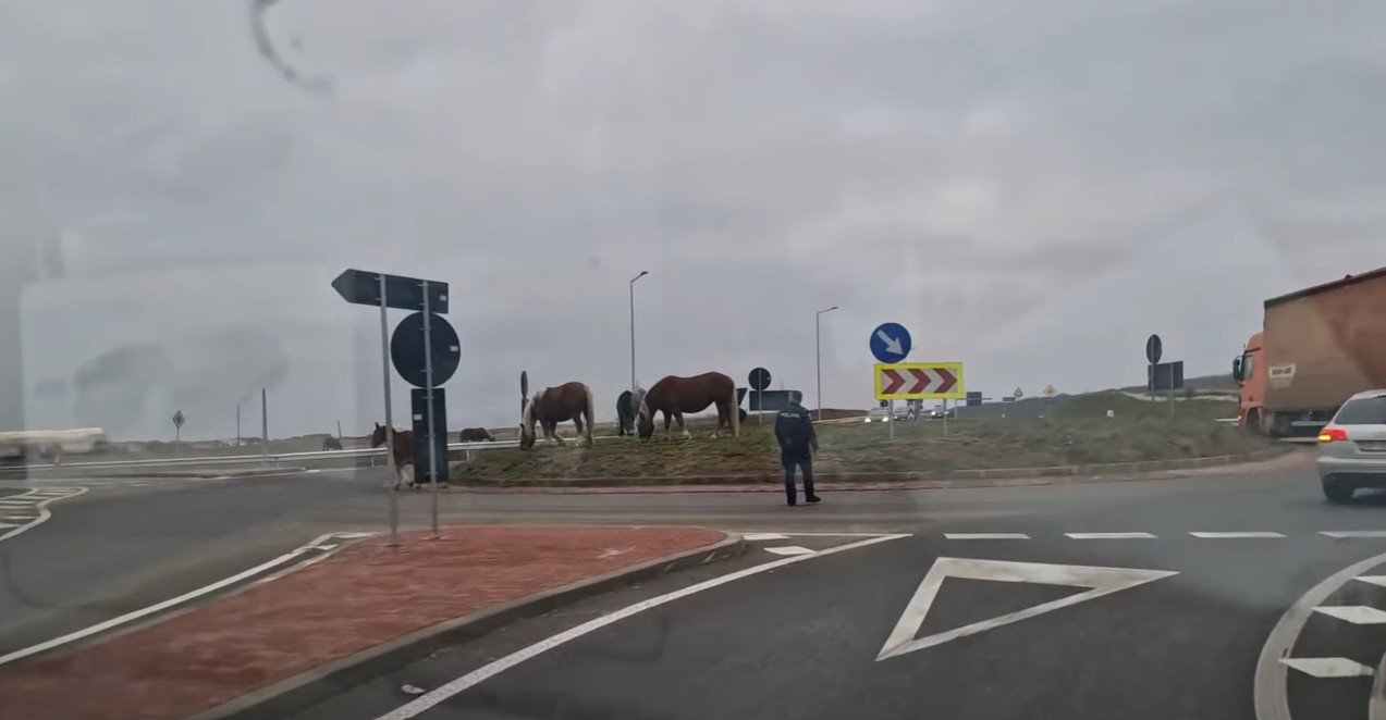 Lovak legeltek egy körforgalomban Nagyváradon│VIDEÓ