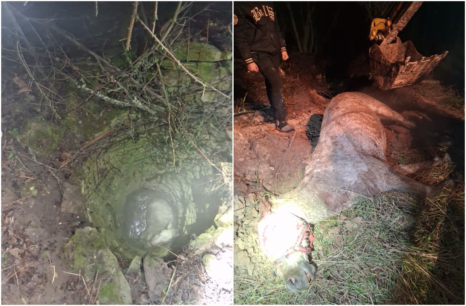 Kútba zuhant egy ló Méhelőn, a tűzoltók mentették ki a megsérült állatot