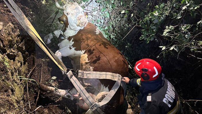 Gödörbe esett tehenet mentettek ki a tűzoltók