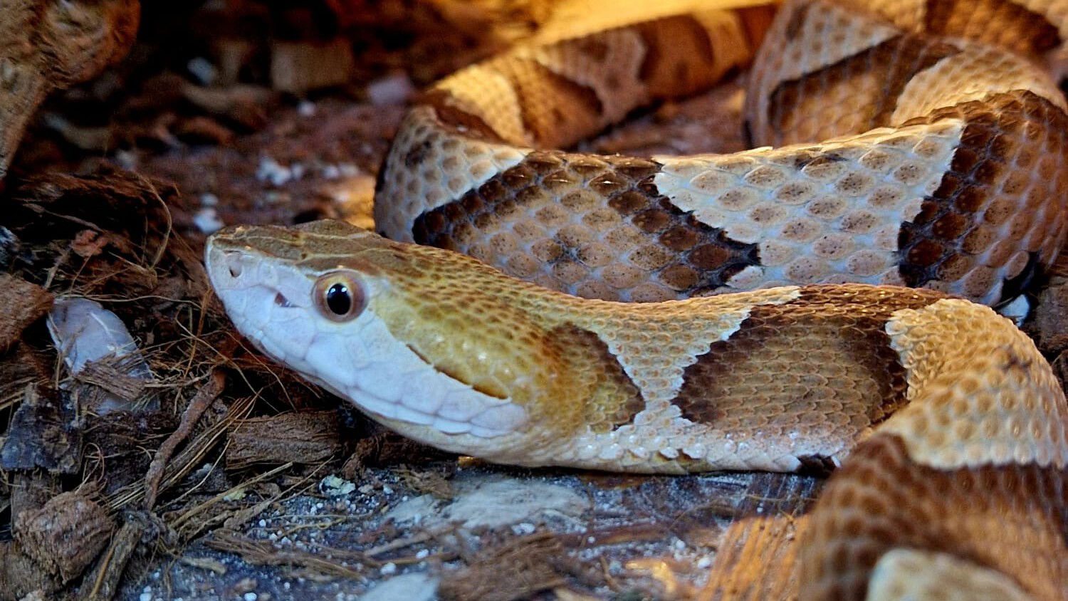 Hüllőkiállítás a Nagyváradi Állatkertben
