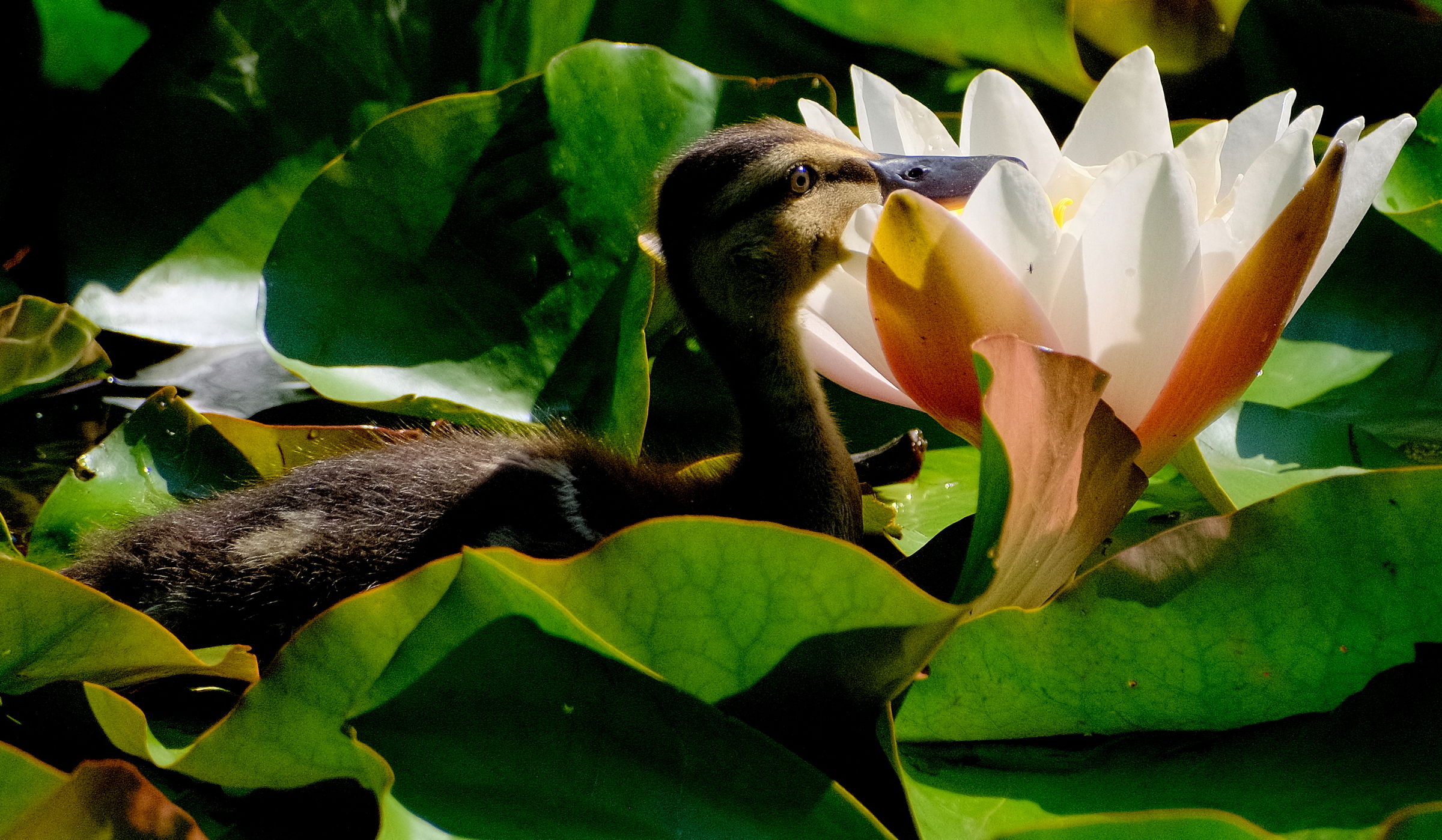 Új sztárjai vannak a félixfürdői tavirózsás tónak