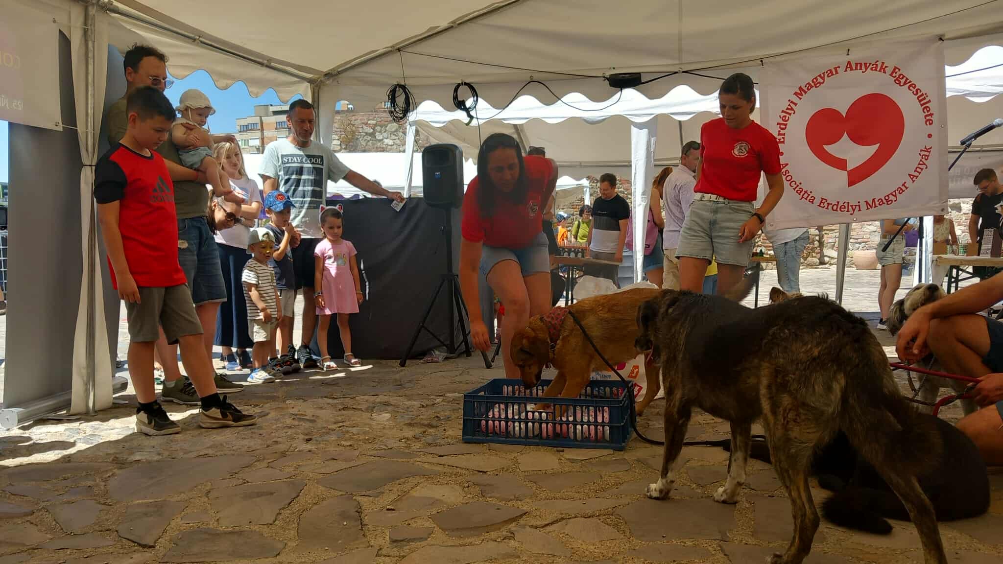 Felelős kutyatartás: szabályokkal lehet „jól szeretni”
